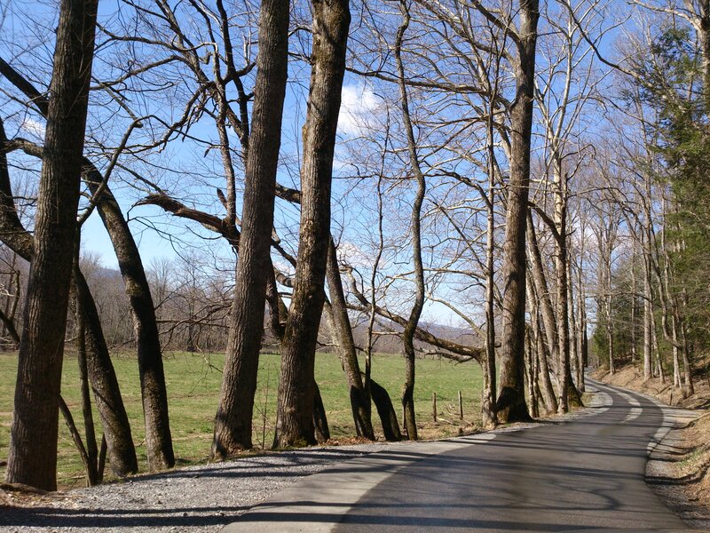 Winding Road Through Trees — Green, Serene, Spring