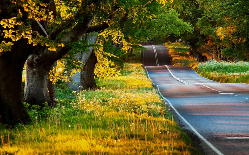 Winding Road Through Trees — Green, Serene, Sunset, Photograph, Grass