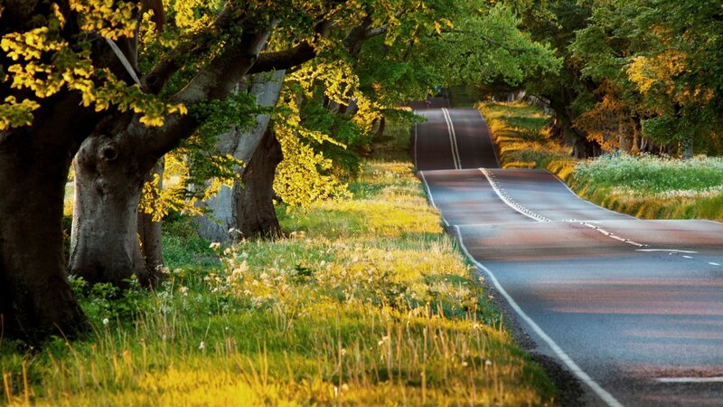 Winding Road Through Trees — Green, Serene, Sunset, Photograph