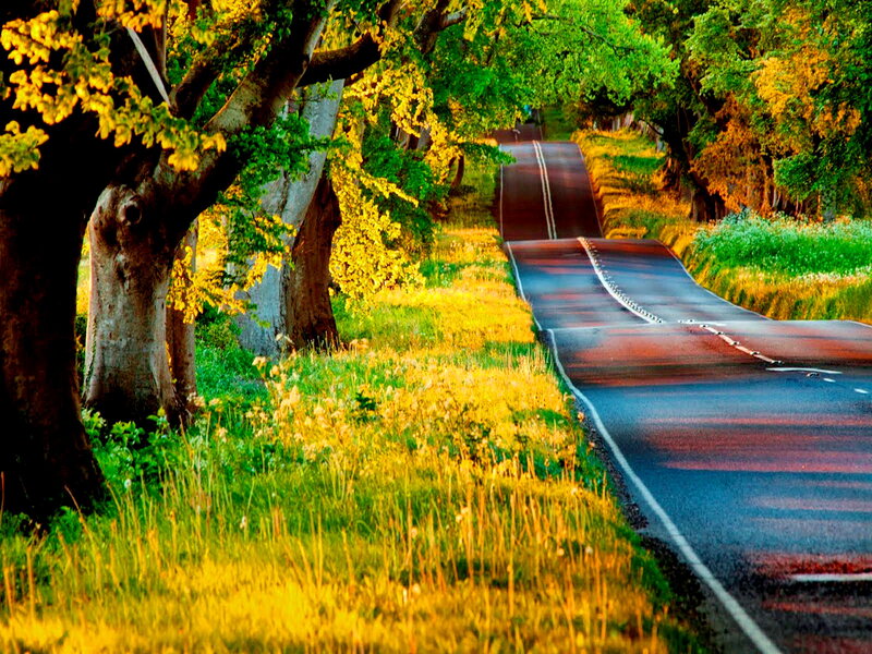 Winding Road Through Trees — Green, Serene, Sunset