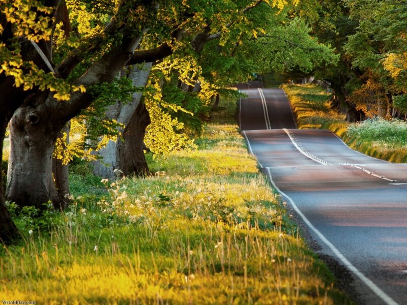 Winding Road Through Trees — Green
