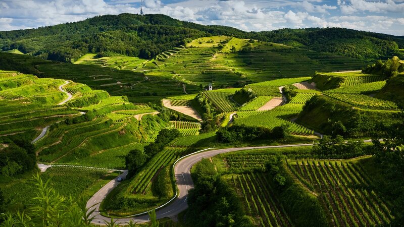 Winding road through vineyards