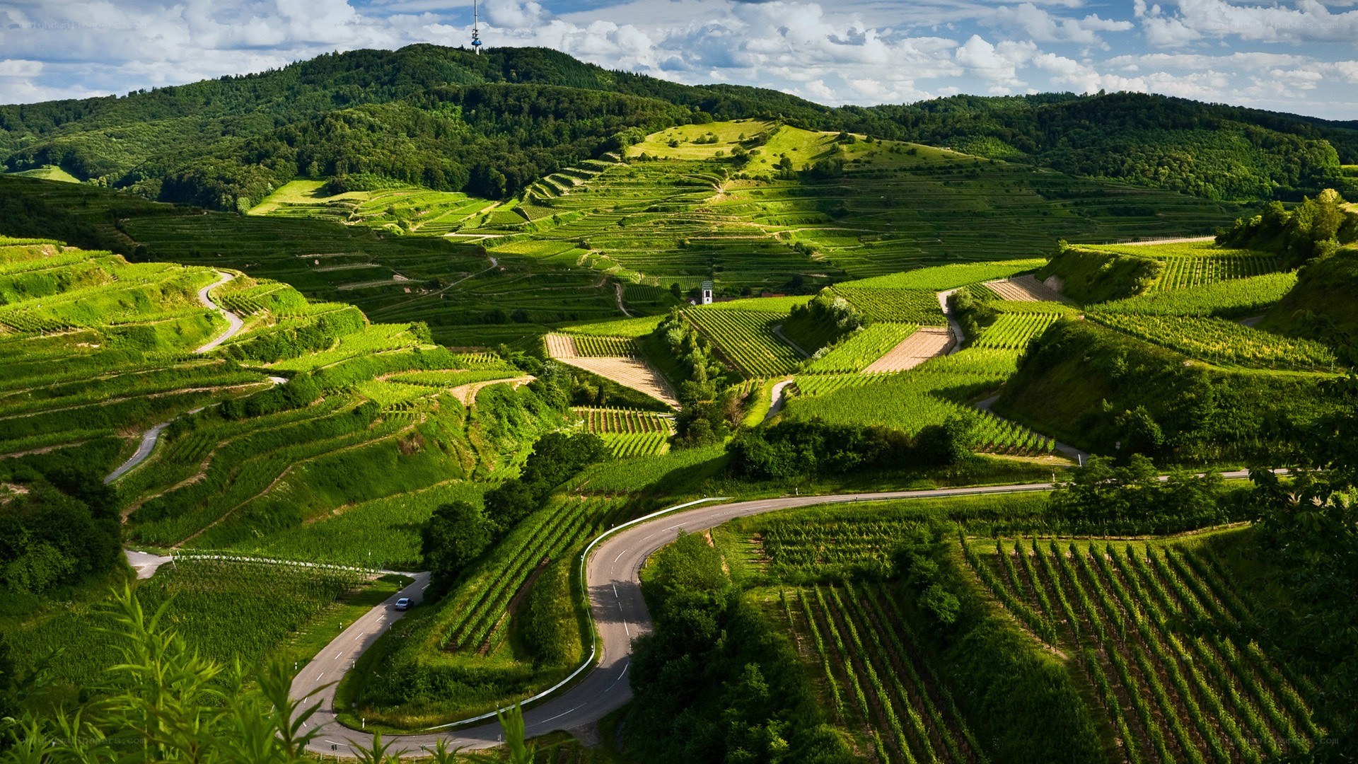 Winding road through vineyards