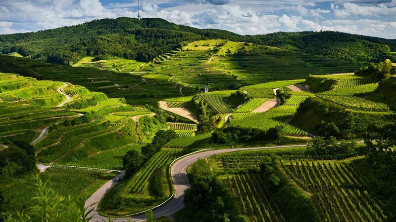 Winding road through vineyards