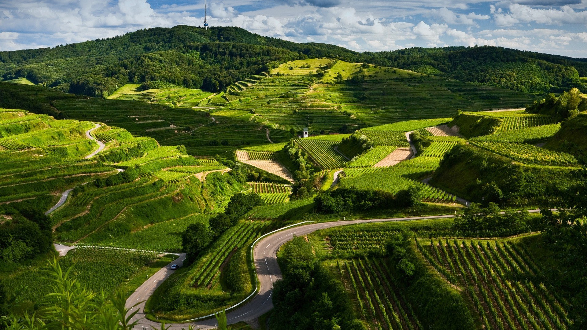 Winding road through vineyards