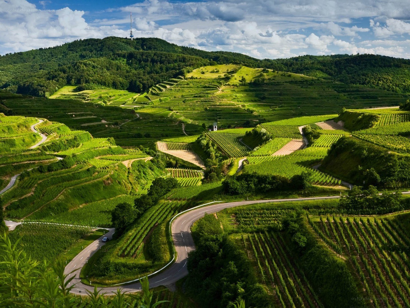 Winding road through vineyards
