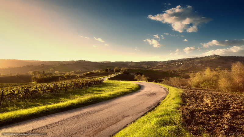 Winding road through vineyards at sunset