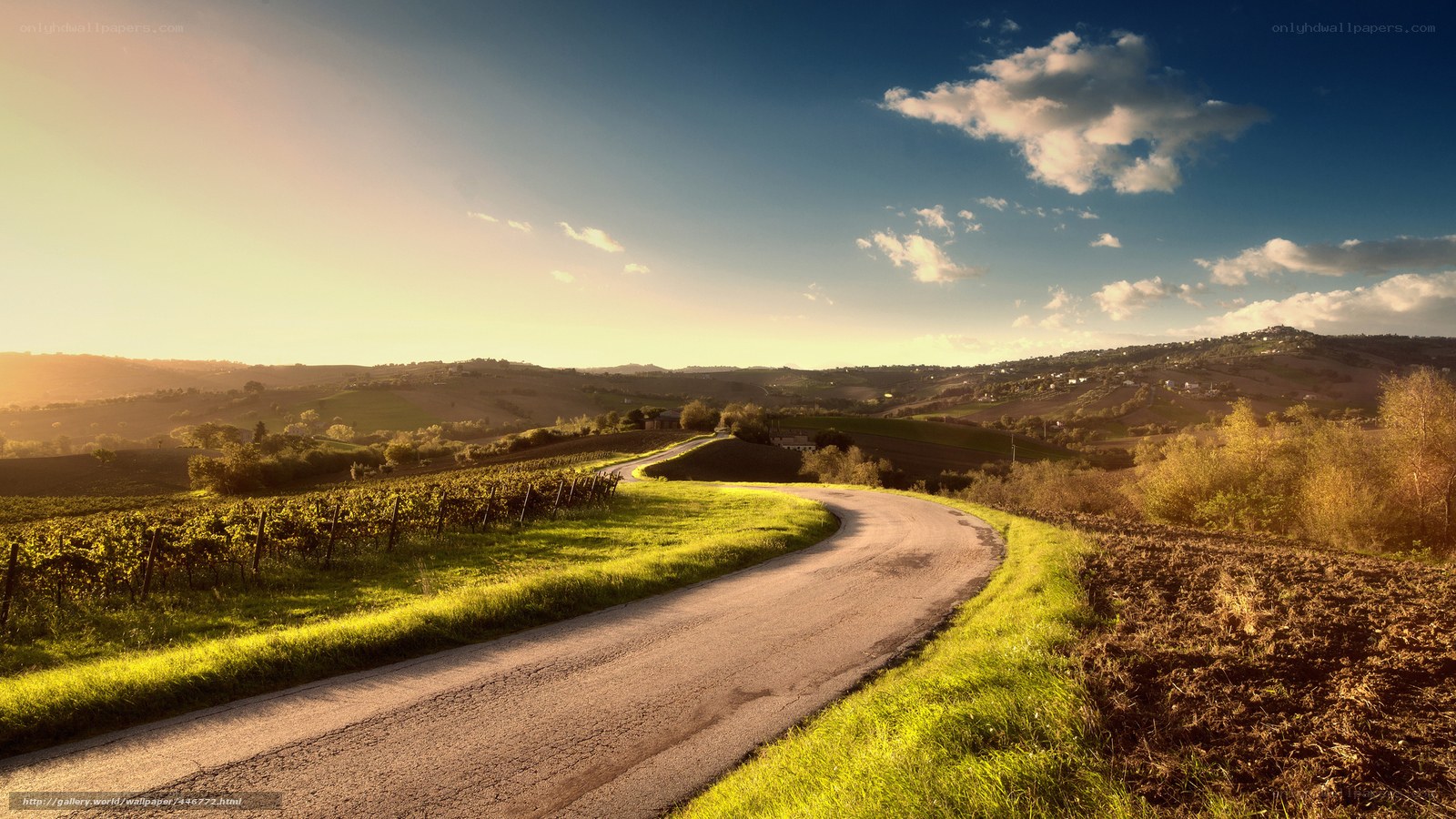 Winding road through vineyards at sunset