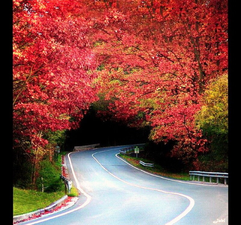 Winding Road under Autumn Trees