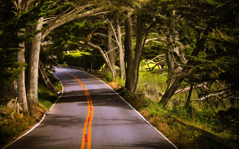 Winding Road under Trees — Green
