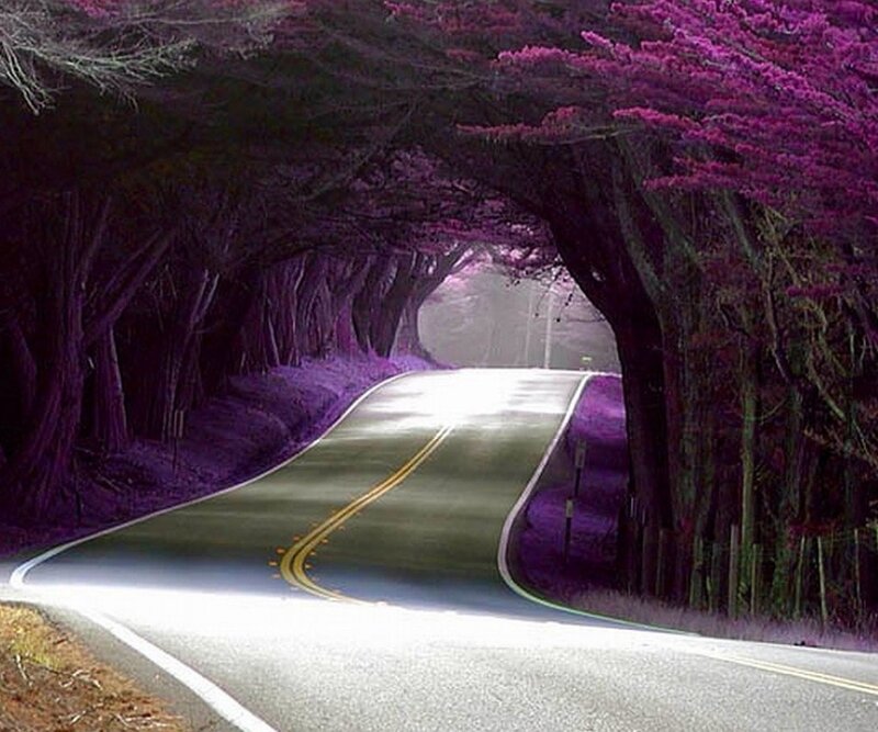 Winding Road under Trees — Purple