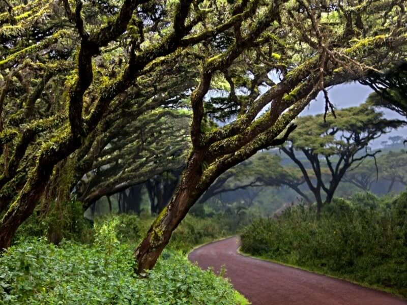 Winding Road under Trees