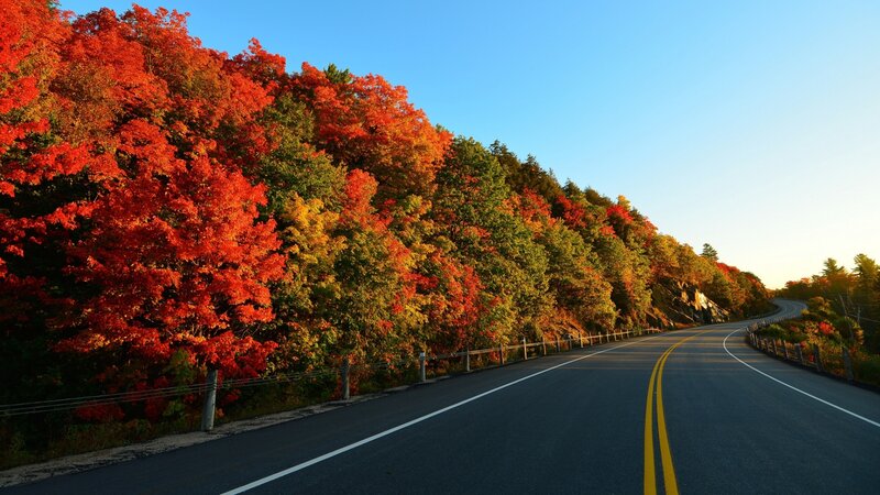 Winding Road with Autumn Trees