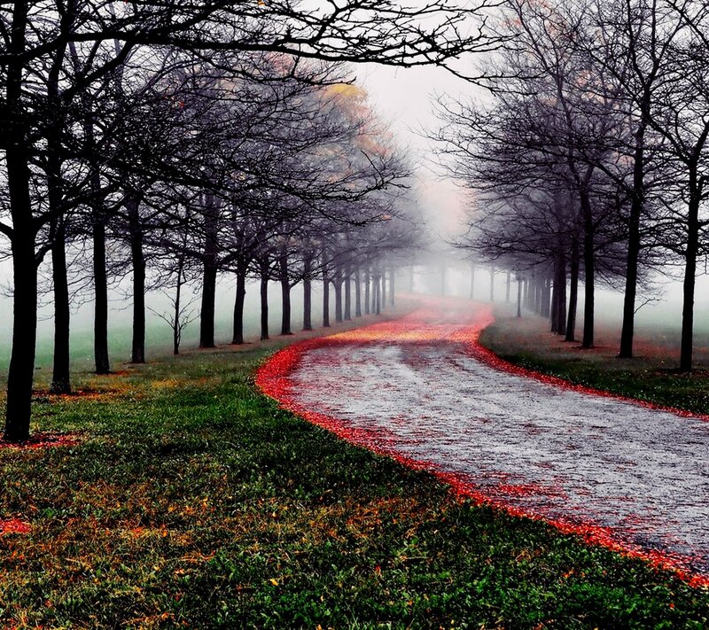 Winding Road with Red Leaves
