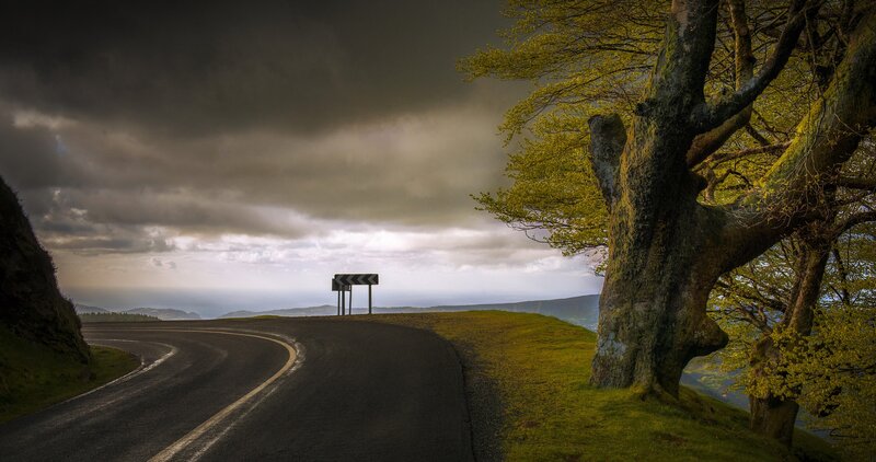Winding Road with Tree
