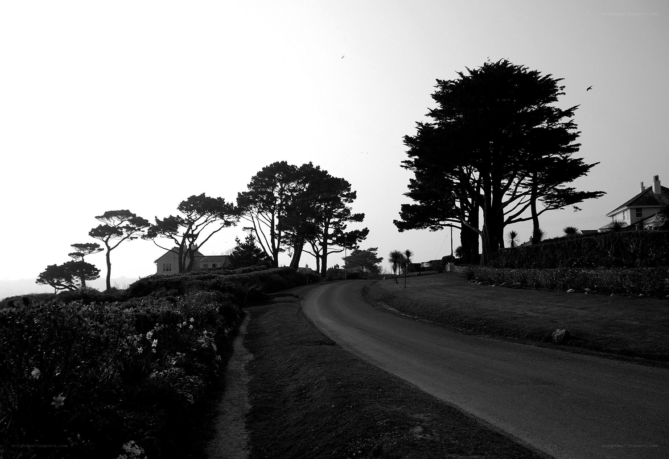 Winding road with trees and houses