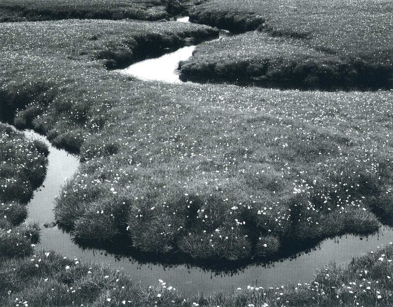 Winding stream through marshland