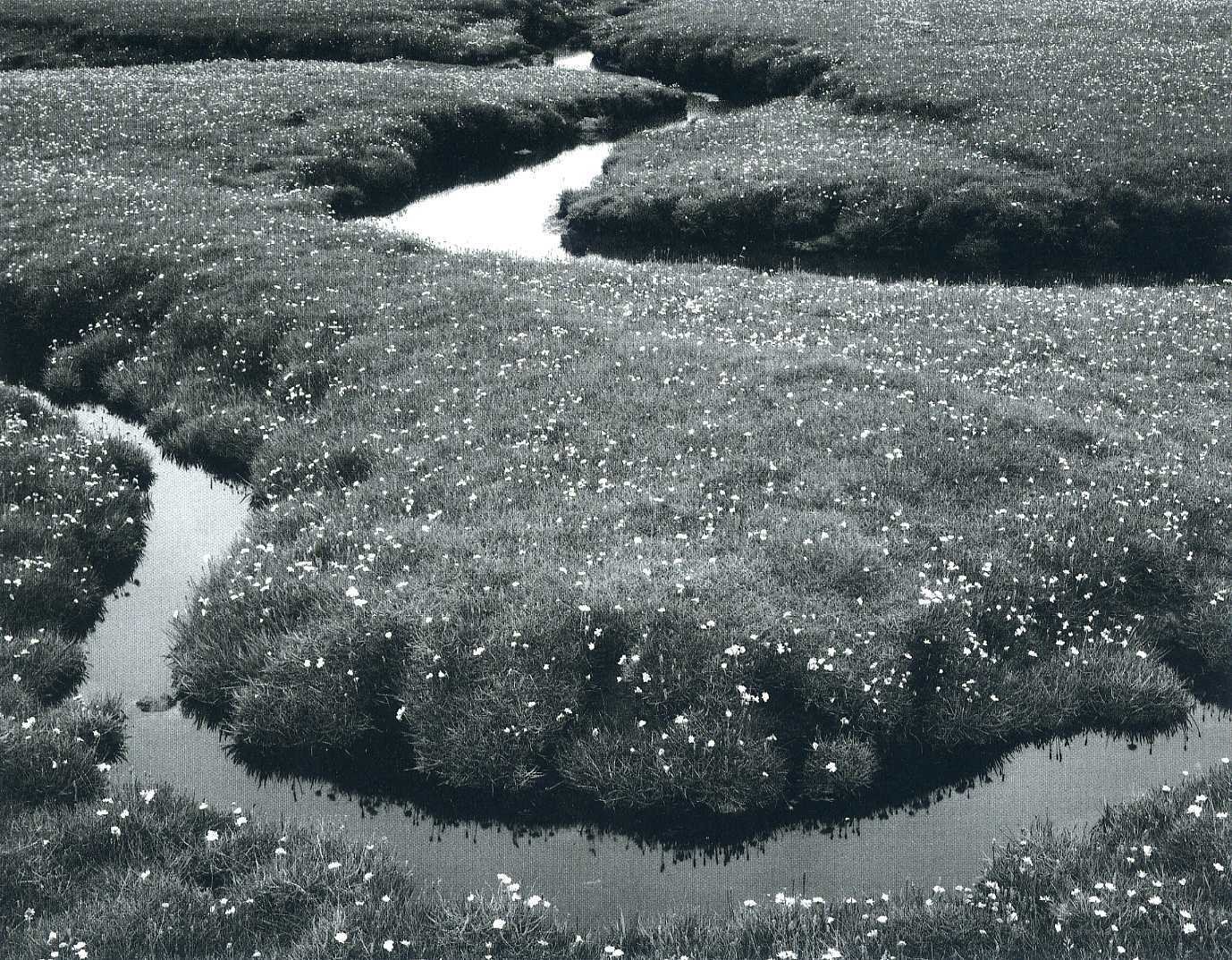 Winding stream through marshland