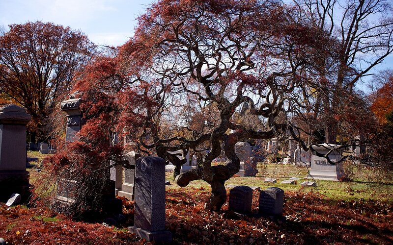 Winding Tree in Cemetery