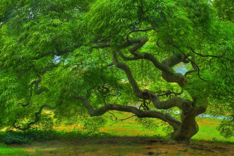 Winding Tree with Green Leaves