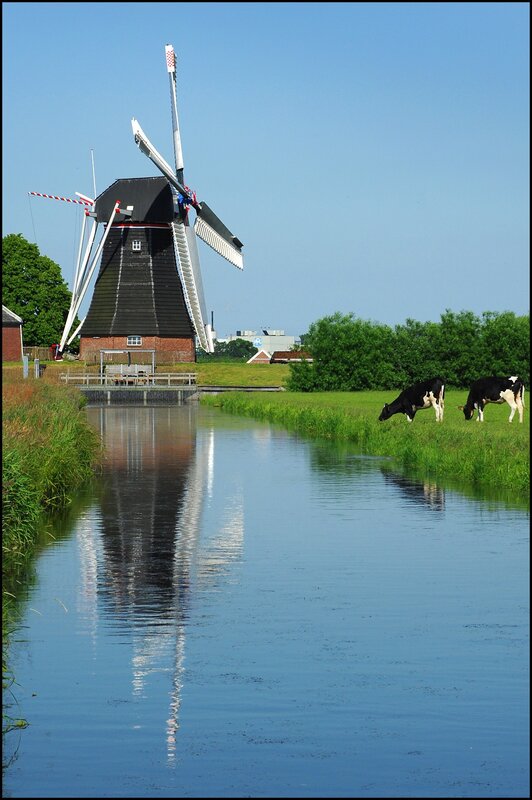 Windmill and cows by canal