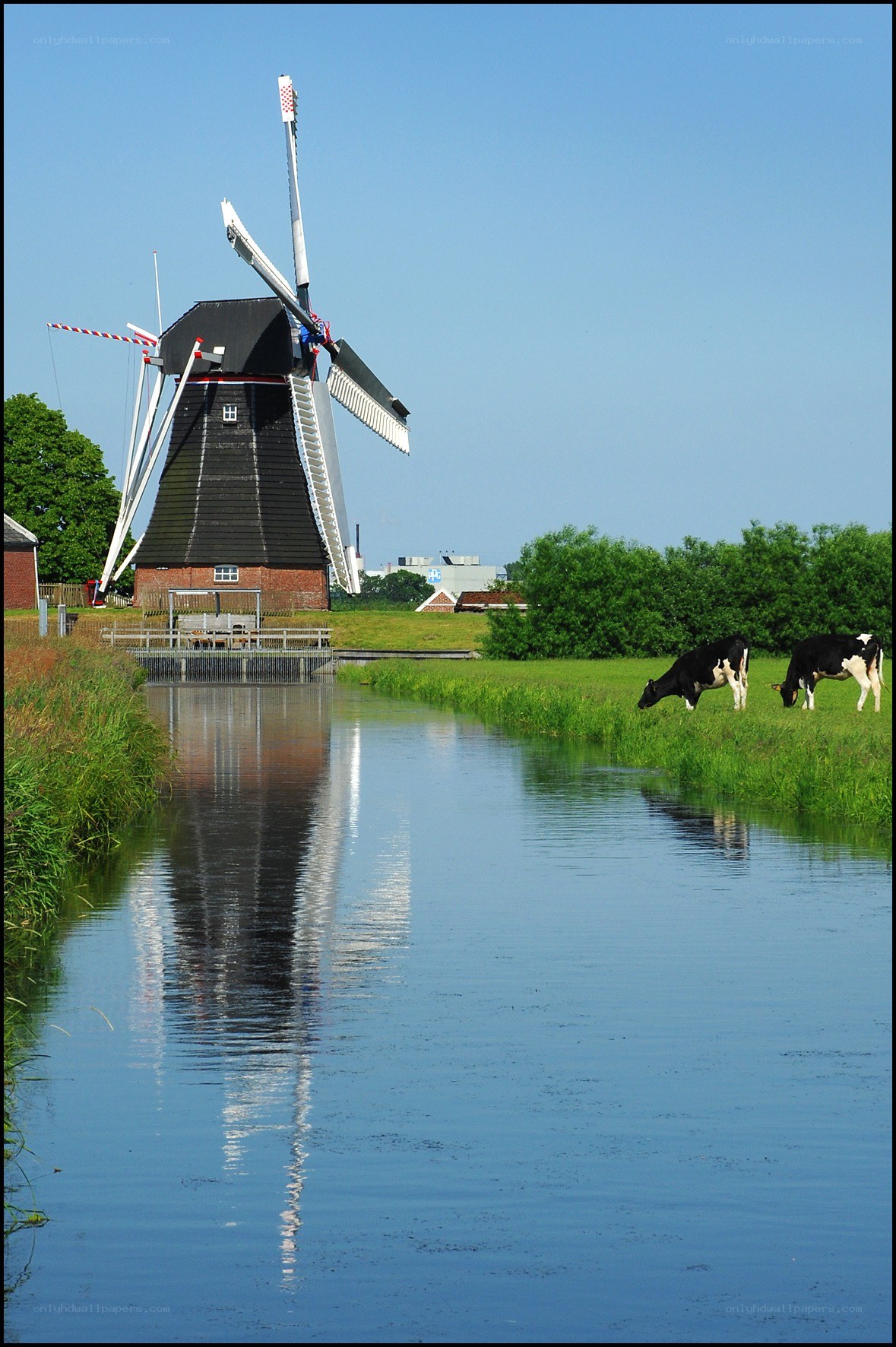 Windmill and cows by canal
