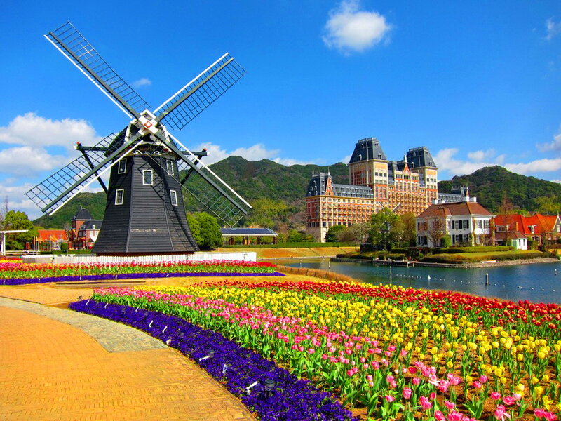 Windmill and Tulip Fields