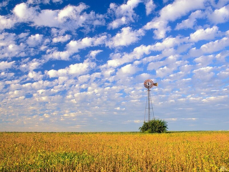 Windmill in a golden field