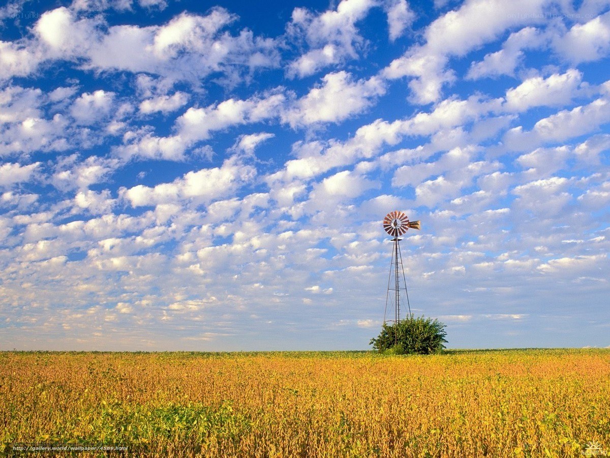 Windmill in a golden field