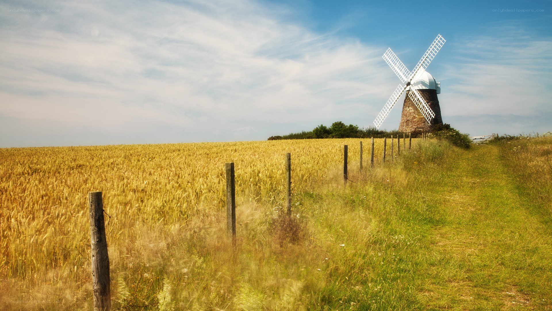 Windmill in a wheat field