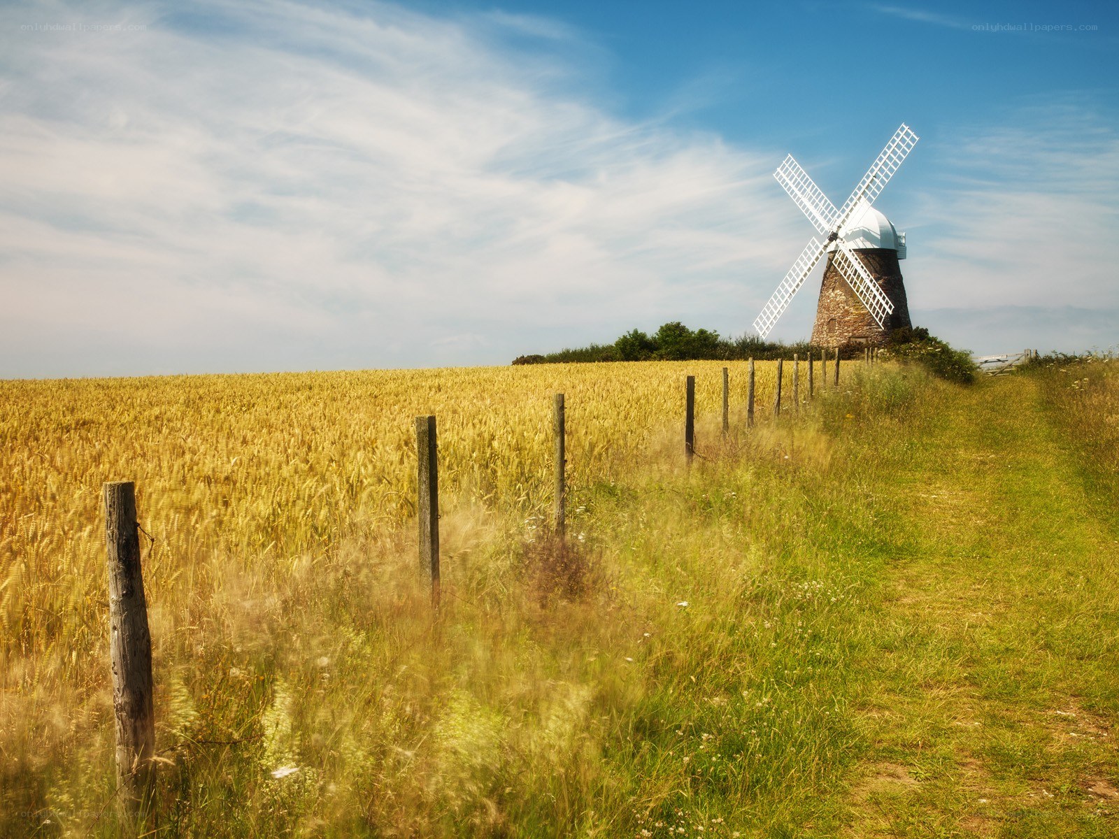 Windmill in a wheat field