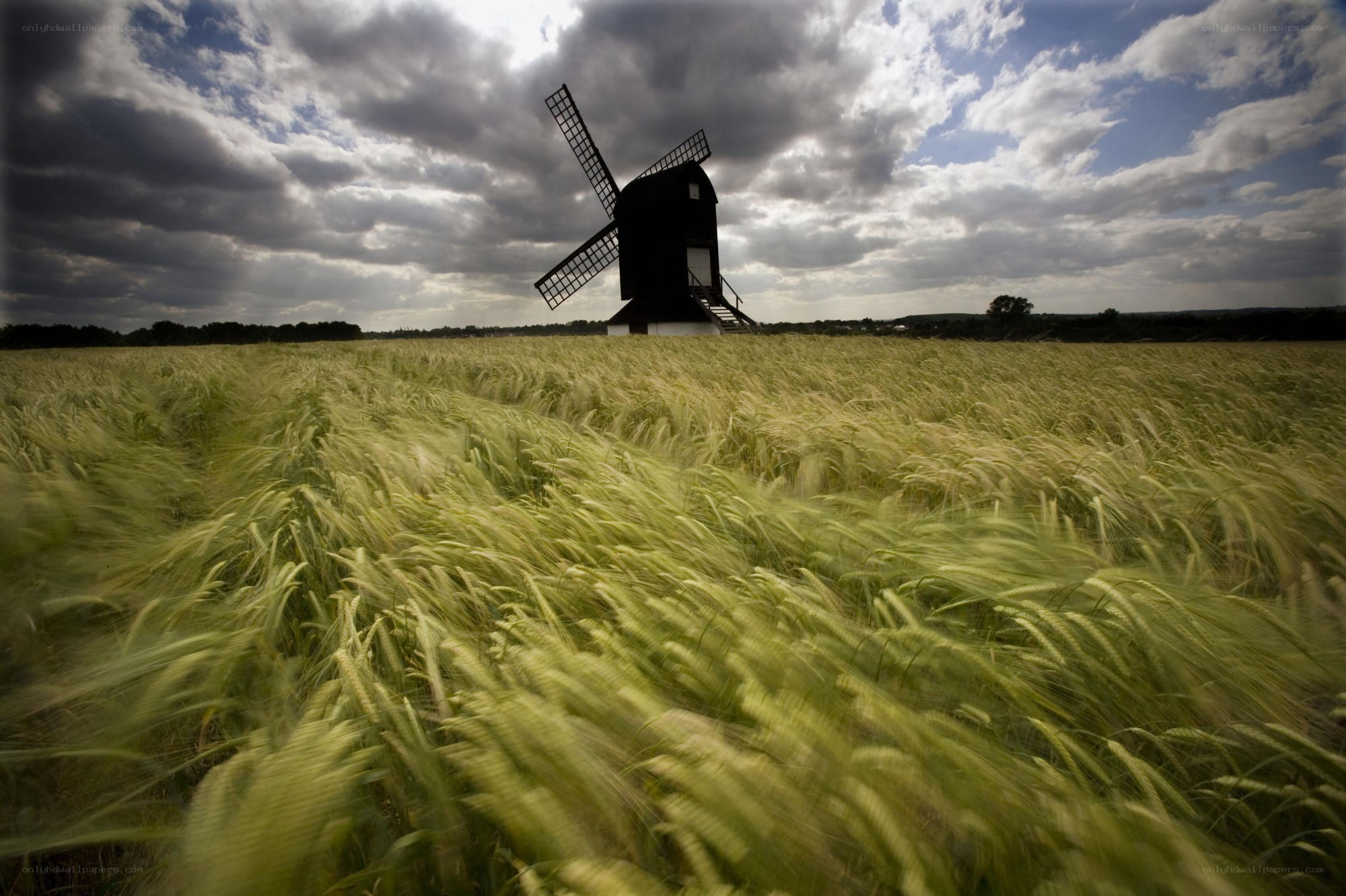 Windmill in a wheat field