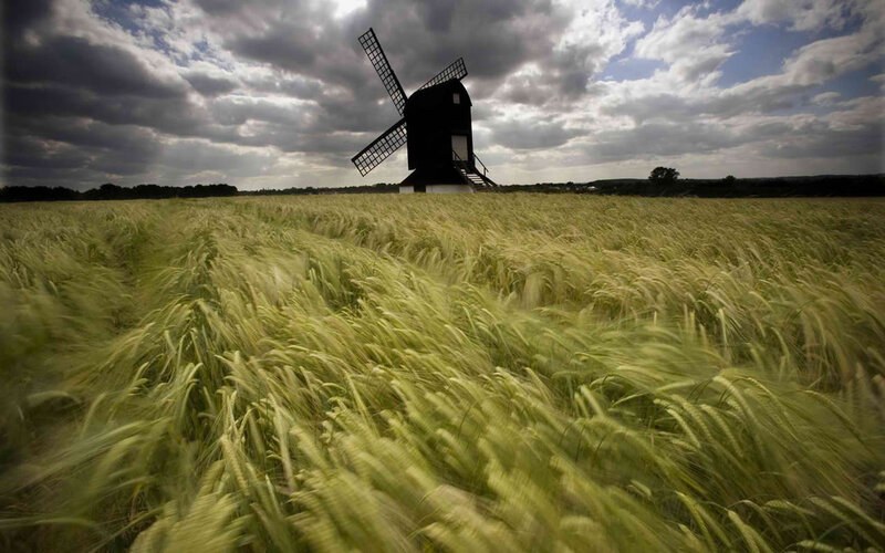Windmill in a wheat field