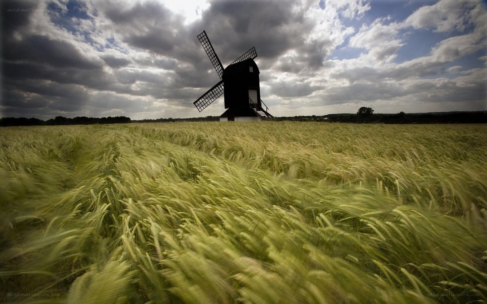 Windmill in a wheat field