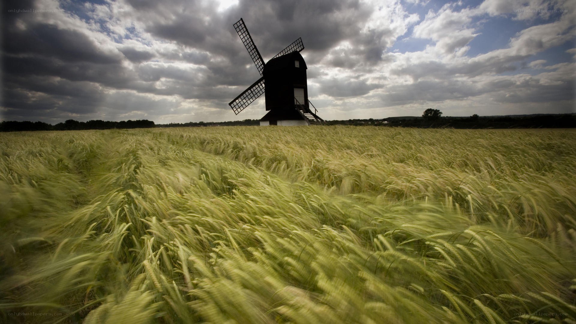 Windmill in a wheat field