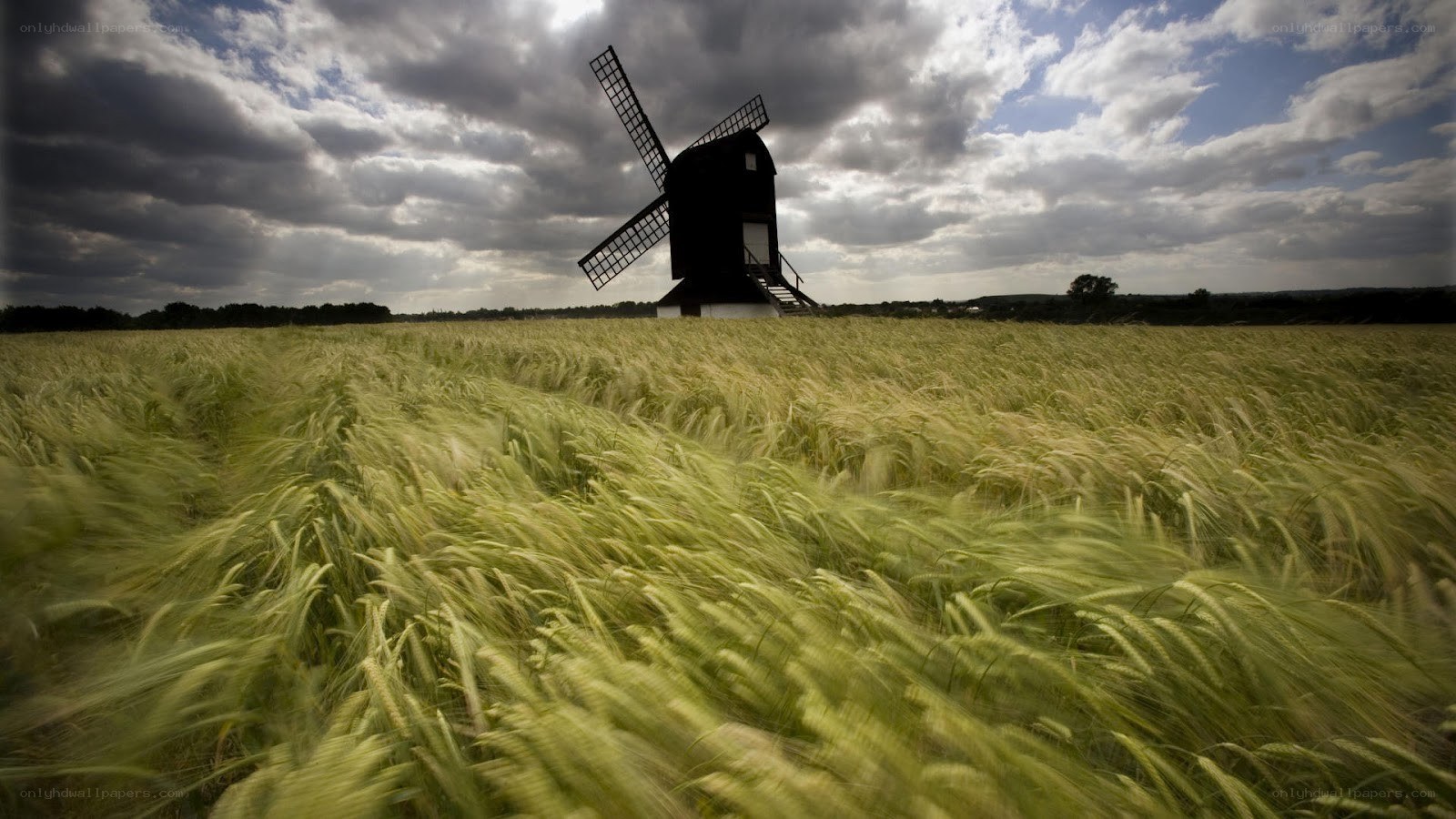 Windmill in a wheat field