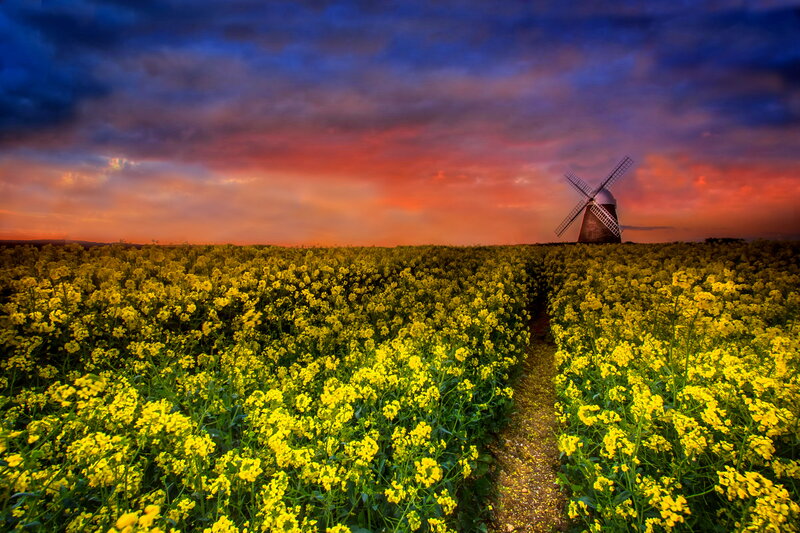 Windmill in Canola Field