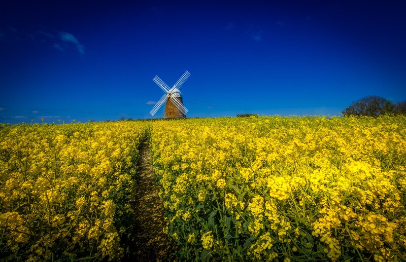 Windmill in Canola Field — Yellow, Serene