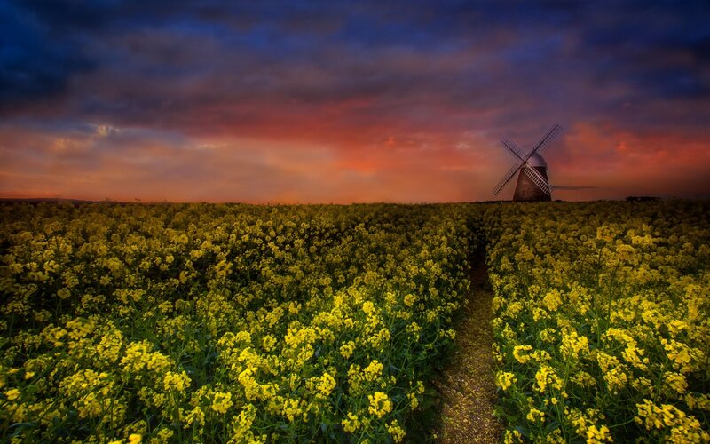 Windmill in Canola Field — Yellow