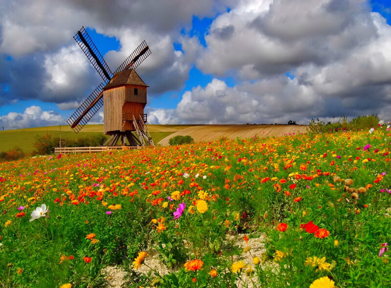 Windmill in Flower Field — Green, Dramatic