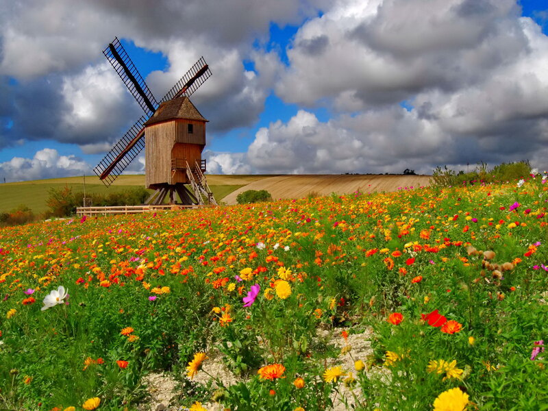 Windmill in Flower Field — Green