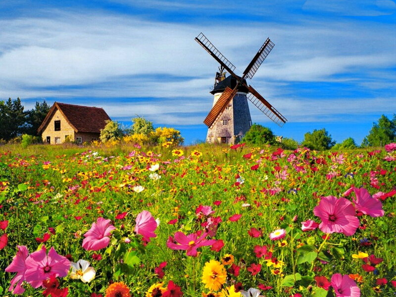 Windmill in Flower Field — Pink, Serene, Afternoon
