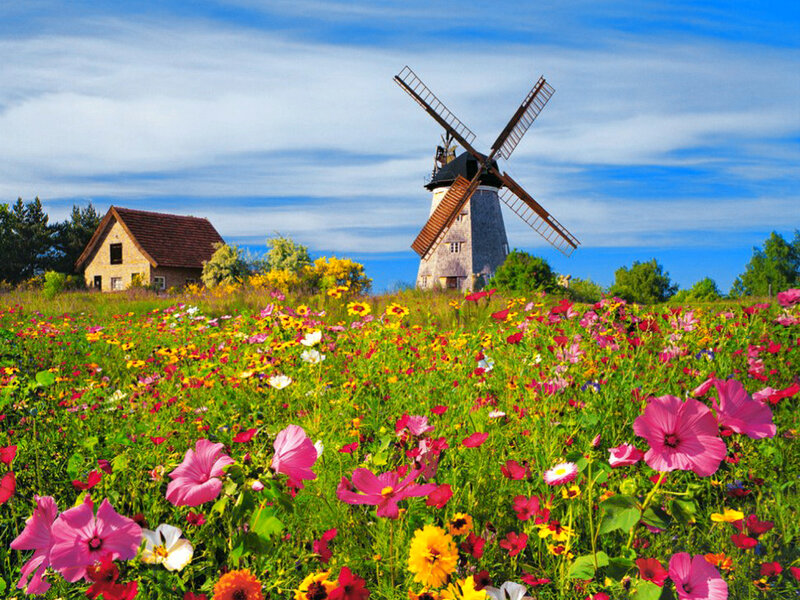 Windmill in Flower Field — Pink, Serene