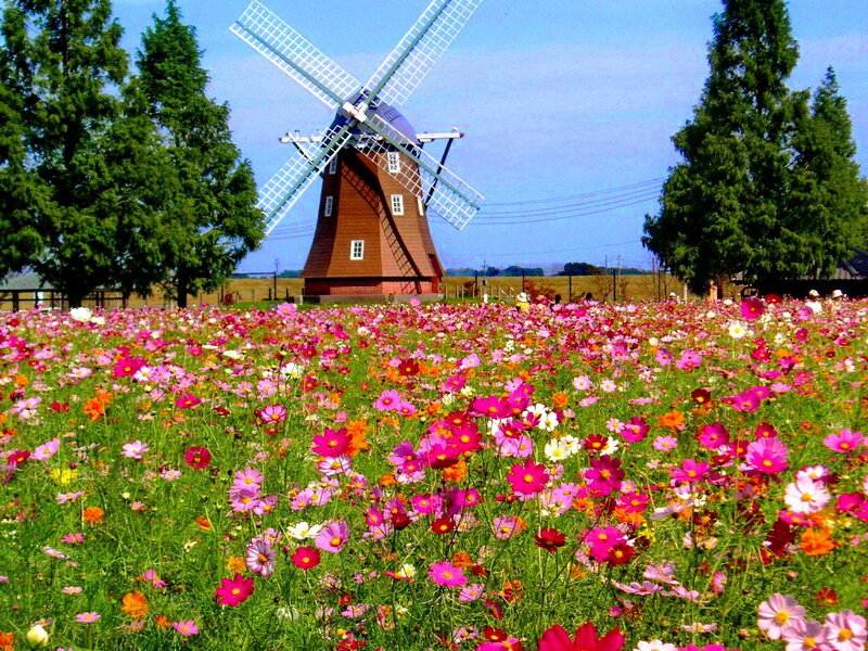 Windmill in Flower Field — Pink
