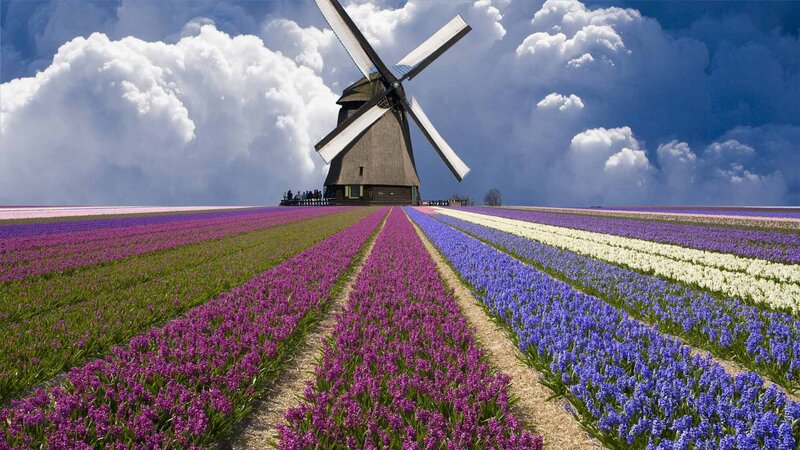 Windmill in Flower Field — Purple, Dramatic, Afternoon