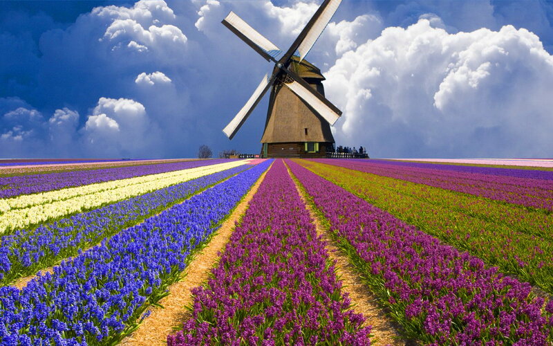 Windmill in Flower Field — Purple, Dramatic