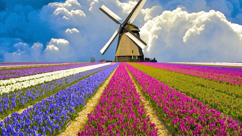 Windmill in Flower Field — Purple, Serene, Afternoon