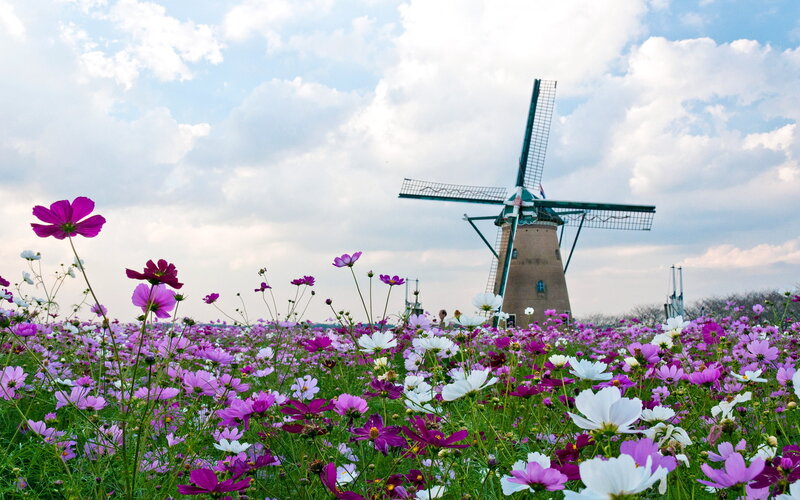 Windmill in Flower Field — Purple, Serene