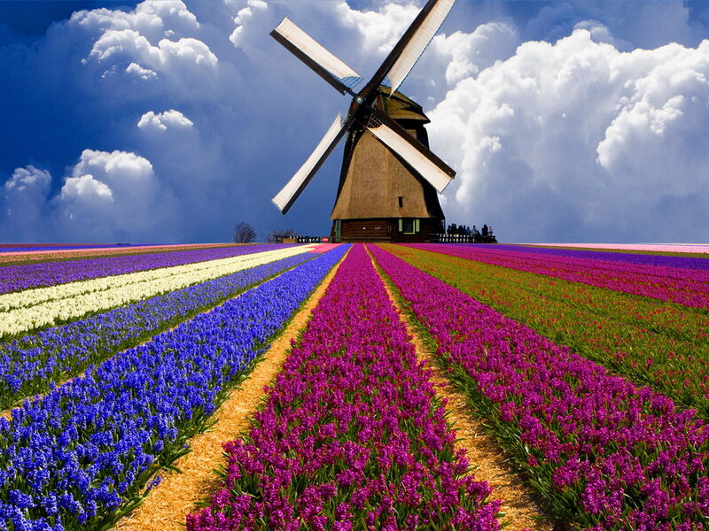 Windmill in Flower Field — Purple