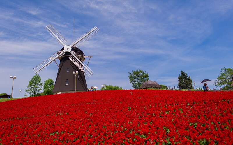 Windmill in Flower Field — Red, Serene, Afternoon